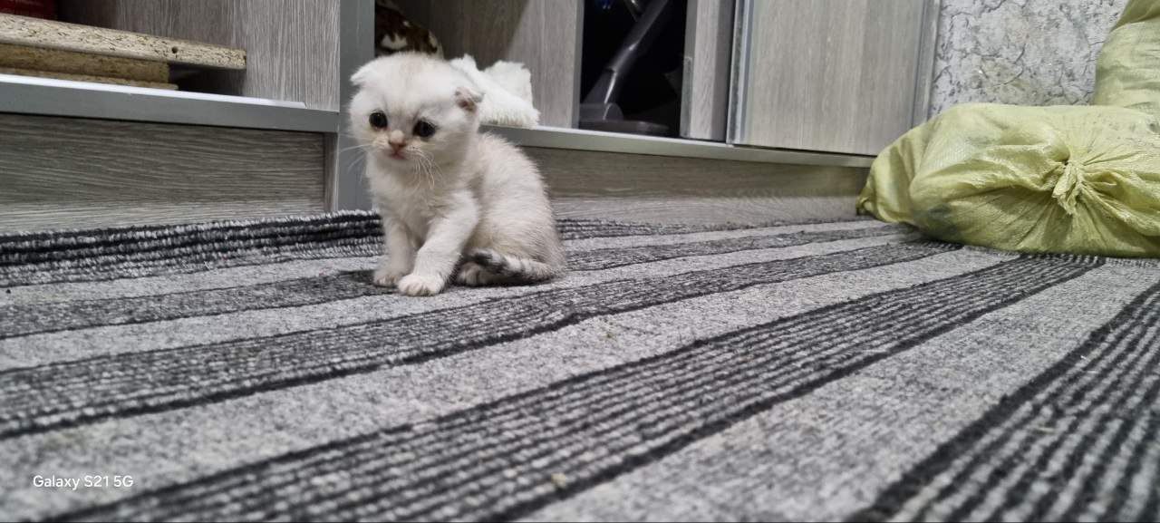Котята маленькие шиншиллы