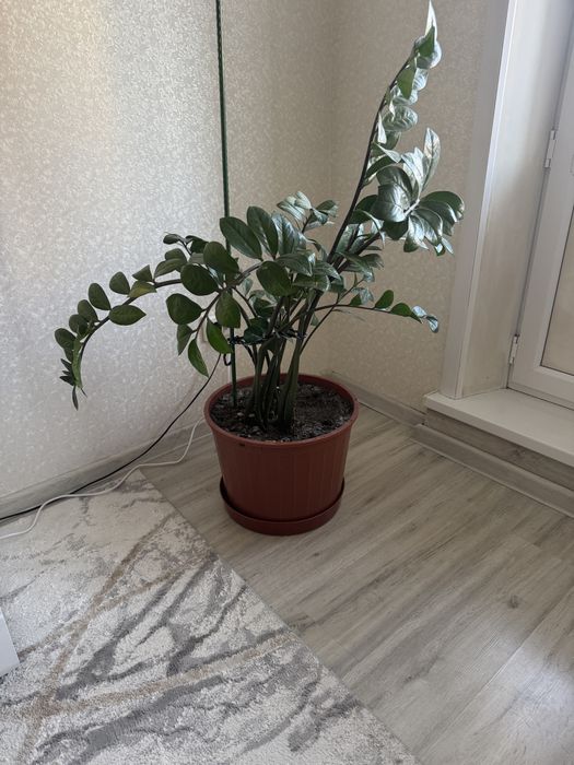 Цветы долларовое дерево комнатное растение