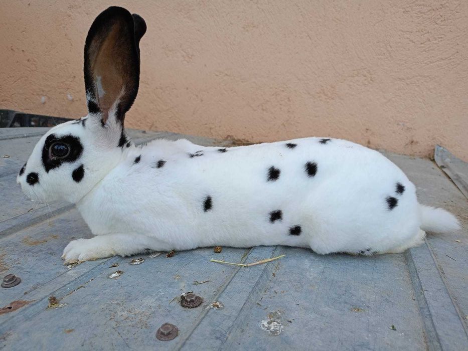 Iepuri rex dalmațian
