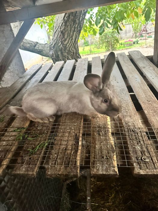 Disponibili 4 masculi de rasa