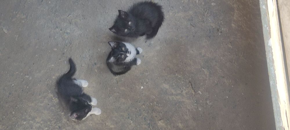 4 Dona bor yaxshi qoridon odamlara xadiyaga. Bariladi