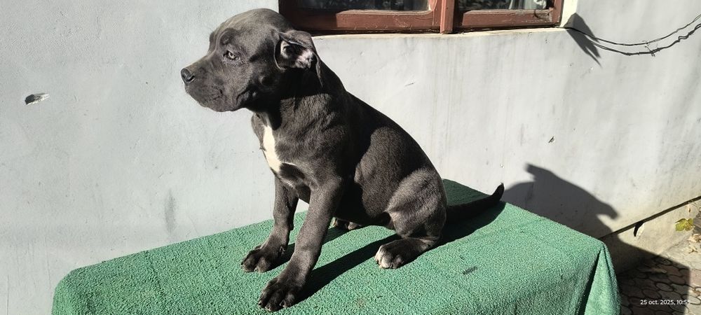 Femela Cane Corso blue