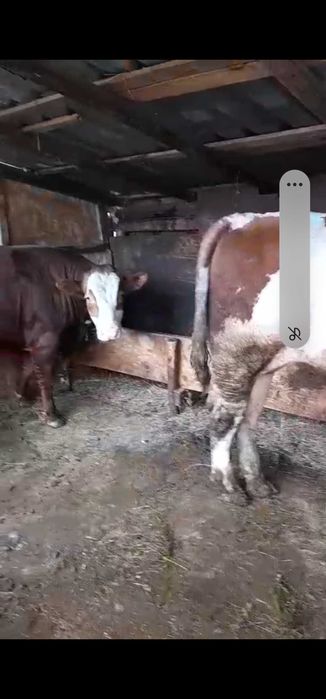 Vitei de carne mari
