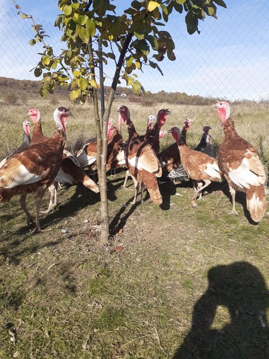 Curci de vânzare Red Bourbone