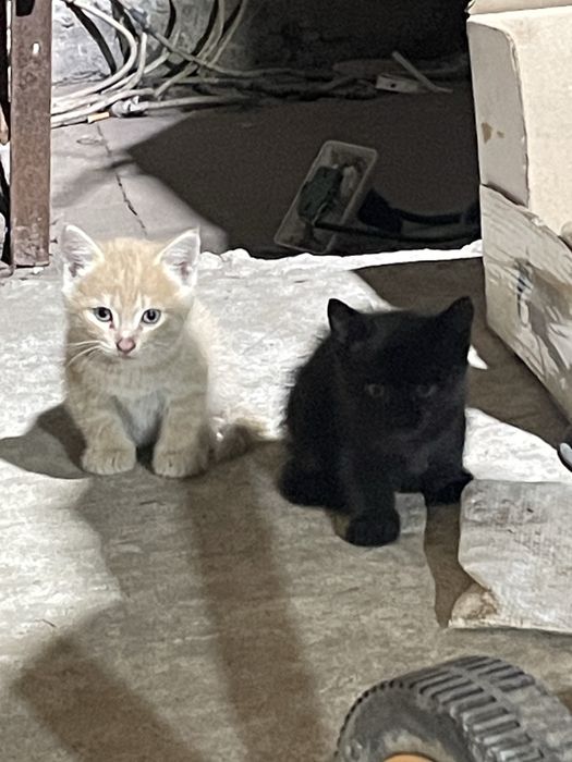 Отдам котят в хорошие руки