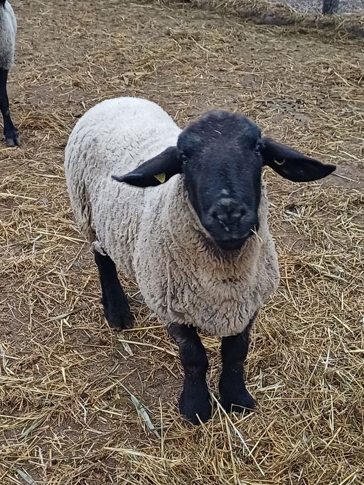 Berbeci suffolk de monta