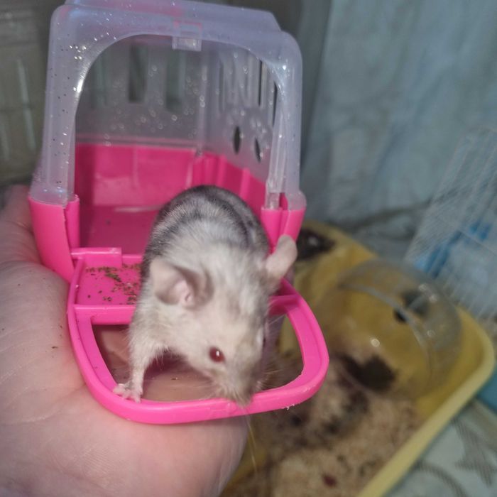 Домашня мишка с клетка ще подаря