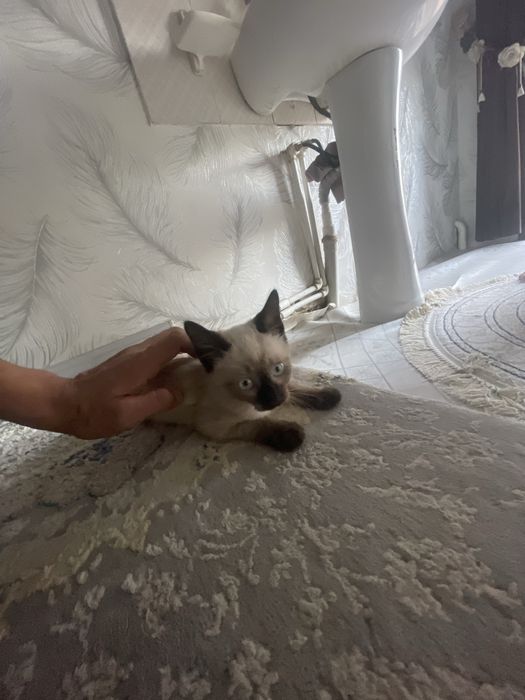 Сиамская кошка 1 дона
