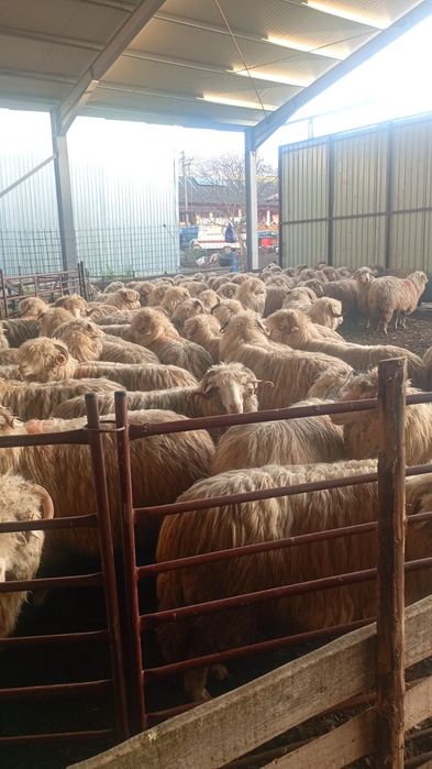 Oi bala de Bistrita cu certificat de origine