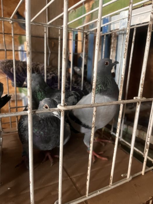 Voiajori cu pedigree foarte acesibili