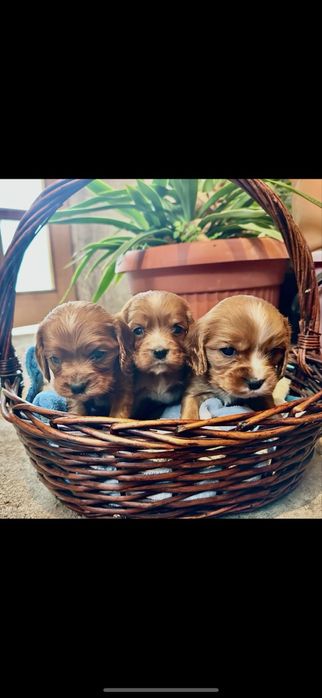 Кученца на два месеца от кокер и кавалер