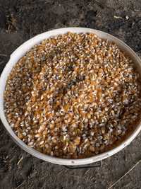 Semințe de porumb zaharat sweet corn