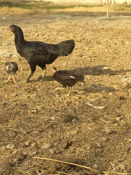 Куланги ганой макиён  жужаларибилан