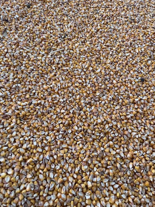Vand grau 1,2 kg si porumb 1,4 kg
