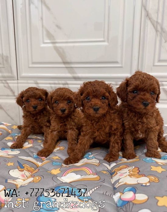 носичек Той пудель - нарядые