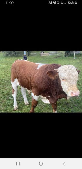 Vand tauras de 10 luni