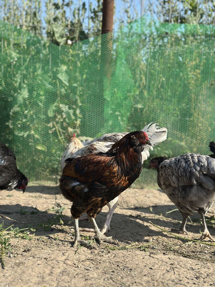 Cocosii Australorp, wyandotte, araucana