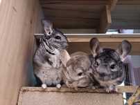 3 chinchilla + cusca mare + mancare