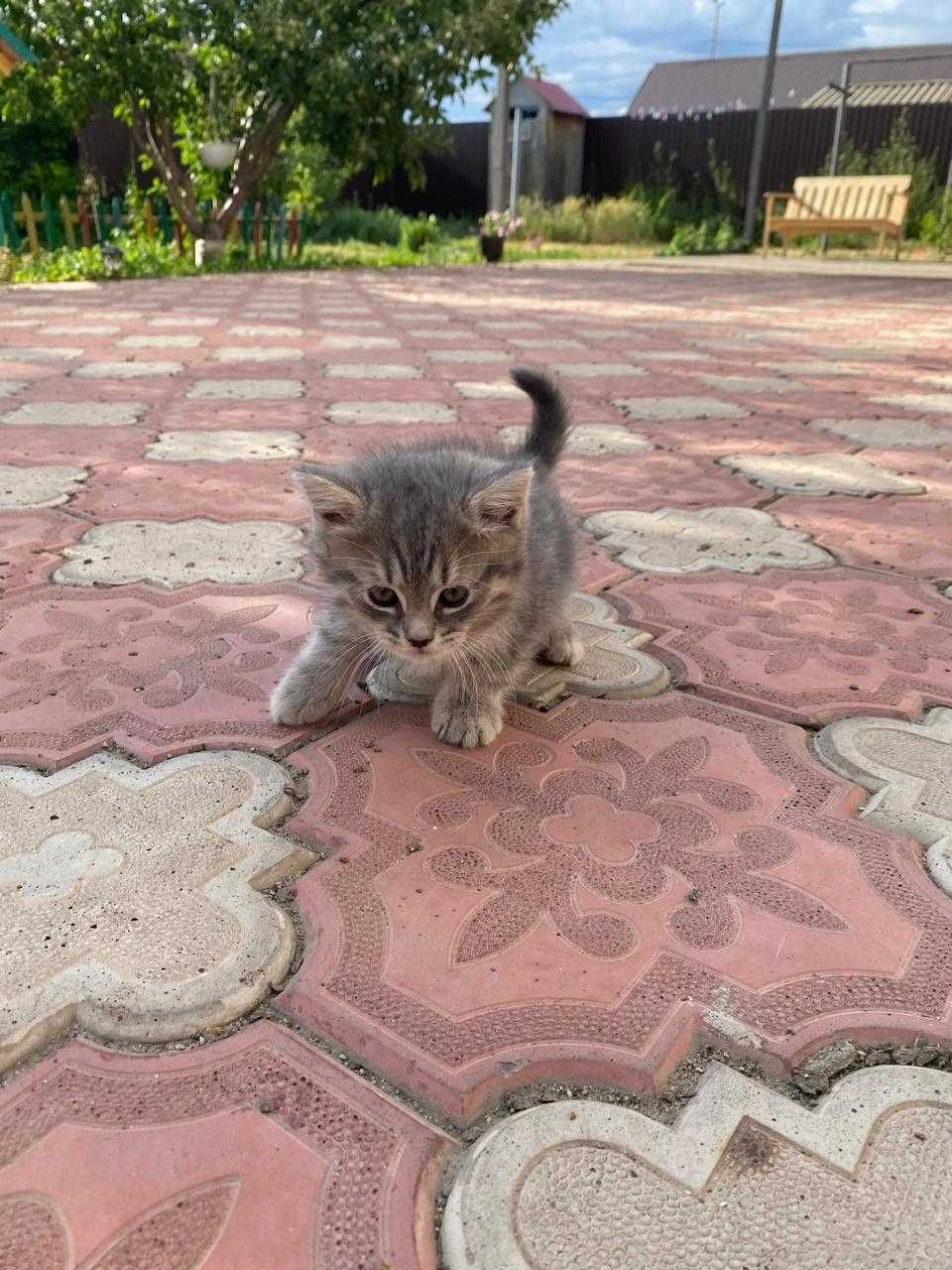 Отдам котят бесплатно