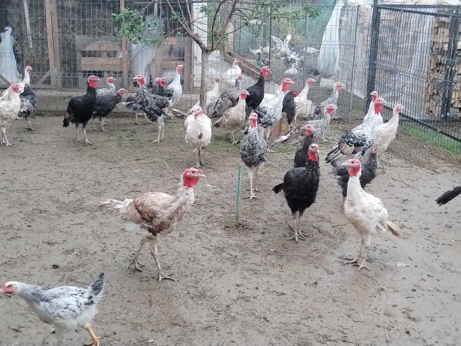Curci tineret de vanzare