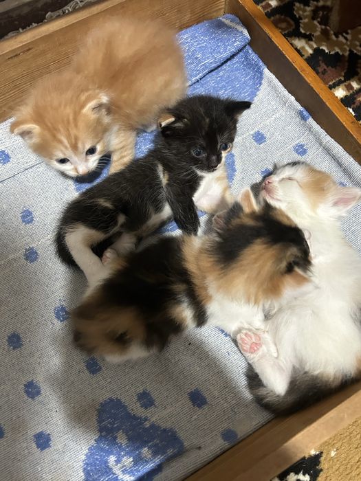 Котята ищут дом и любящих хозяев