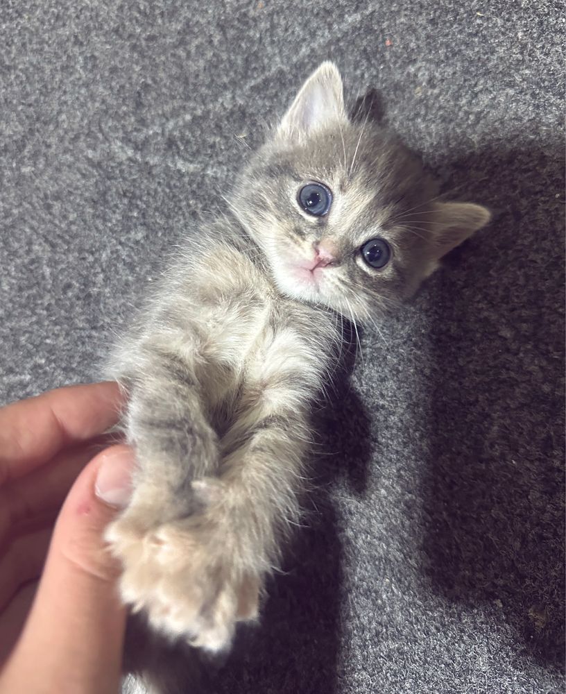 Мы отдадим кошке бесплатно но хорошей семьях