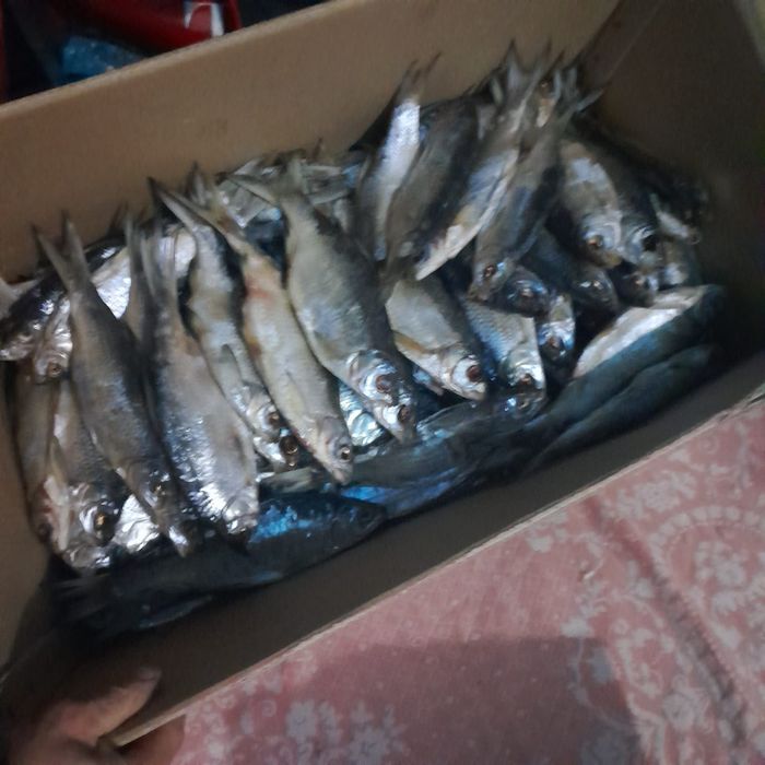 Вовла есть в наличии кг 2500