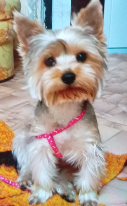 Йоркширский Терьер срочно продаётся