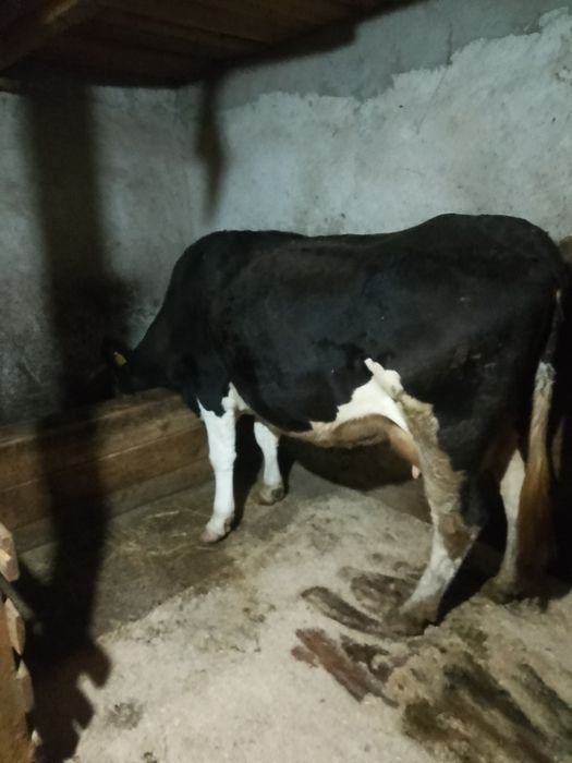 Vând vacă gestantă în 3 luni
