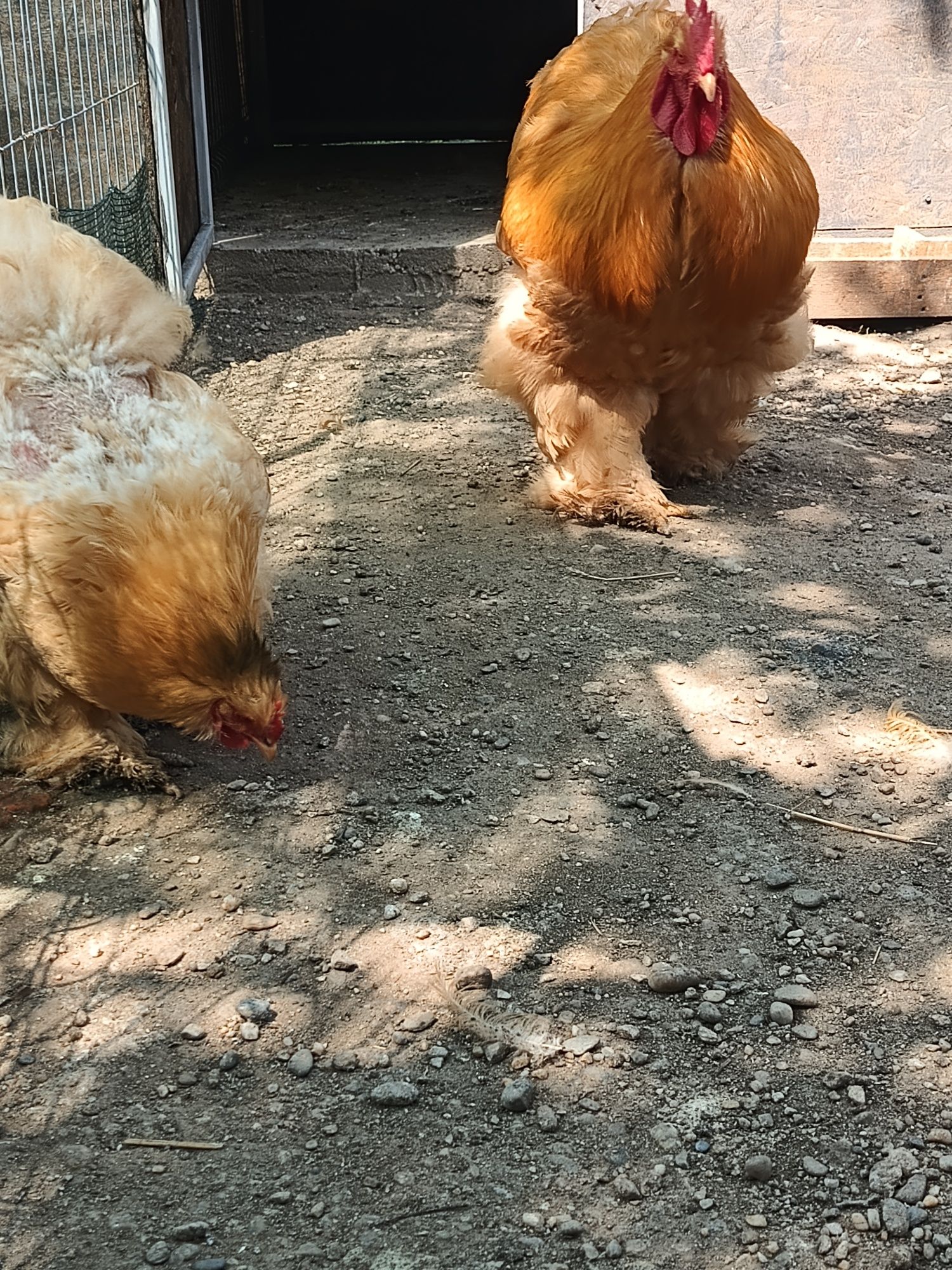 Cochinchina urias