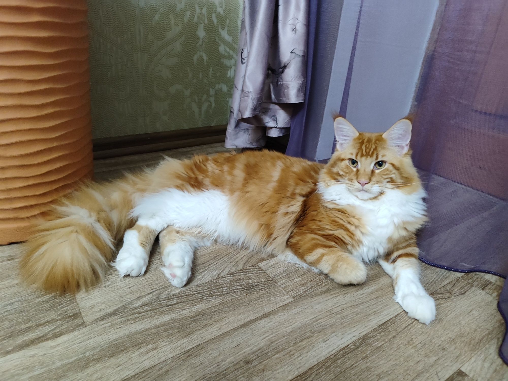 Вязка кот мейнкун