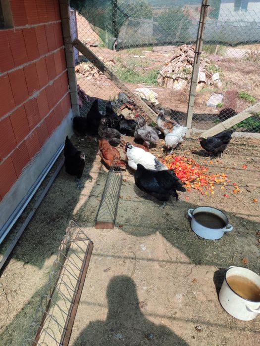 Америкуана кокошки