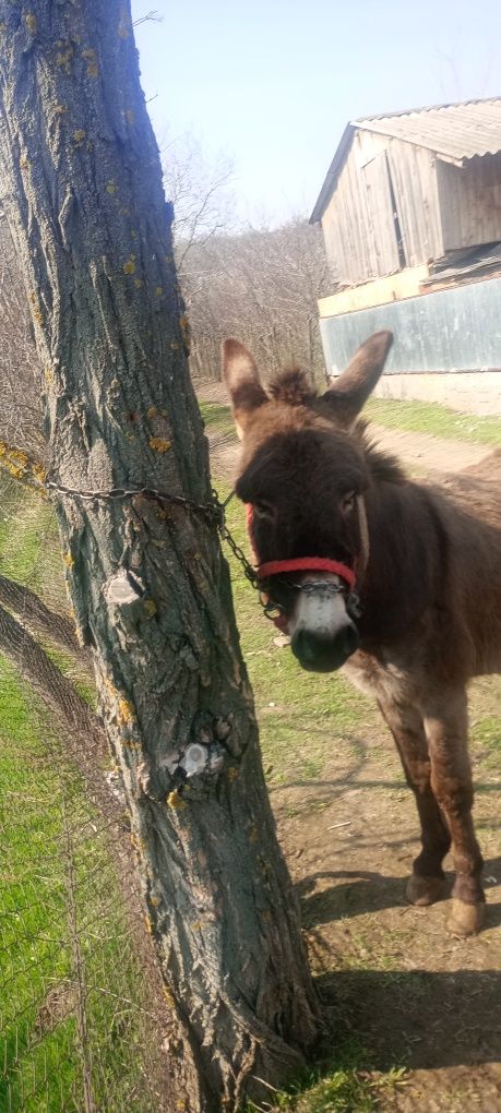 Vând măgar ne castrat in jur de 4 ani