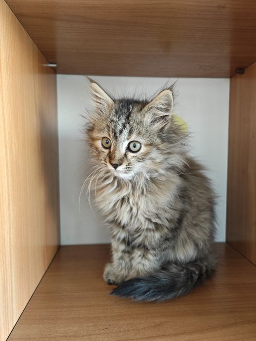 Продается очаровательный котенок породы Мейн-кун (Maine coon)