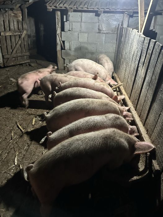 Продавам малки прасенца