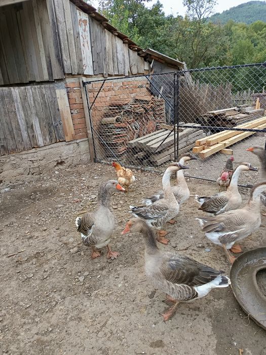 Vând gâște și rățoi