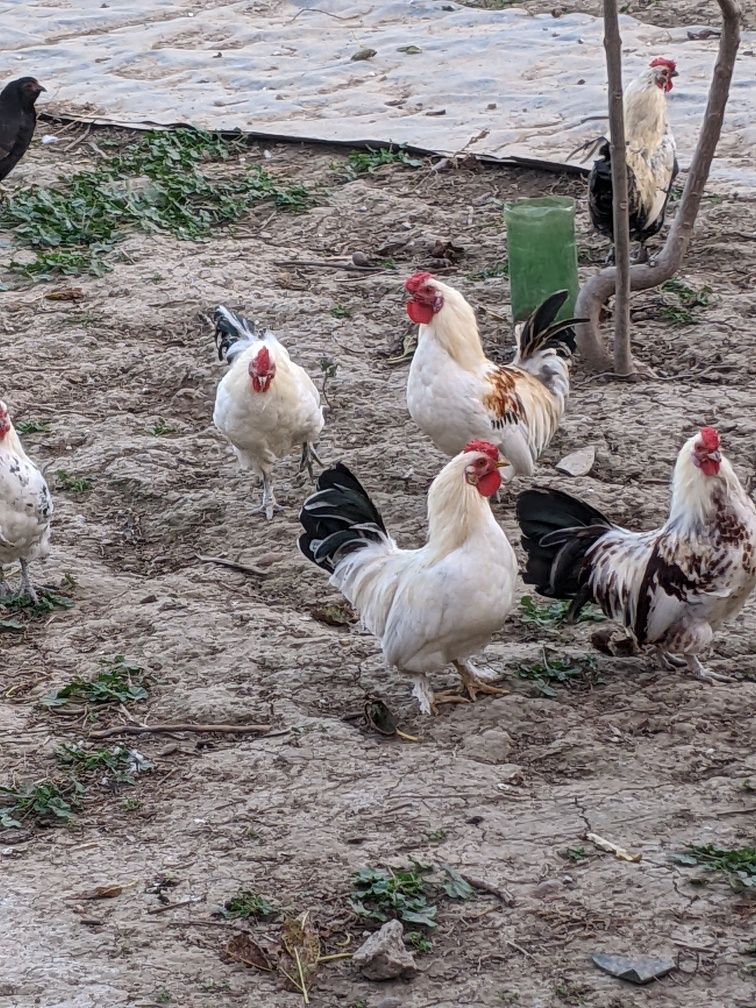 Cocoșei pitici.3