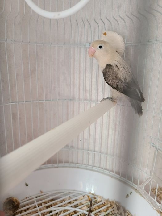 Папугай Неразлучник,1год