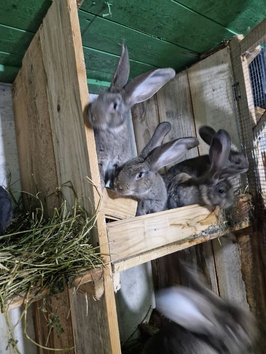 Vând iepuri urias german