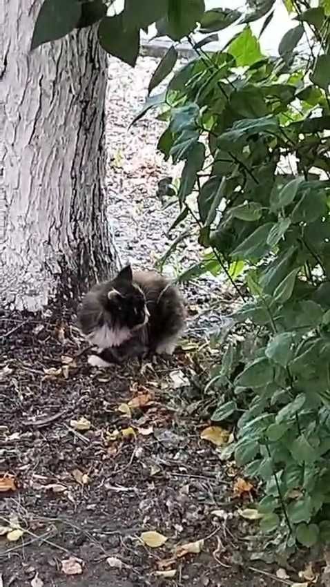Трехцветному котенку нужен дом!