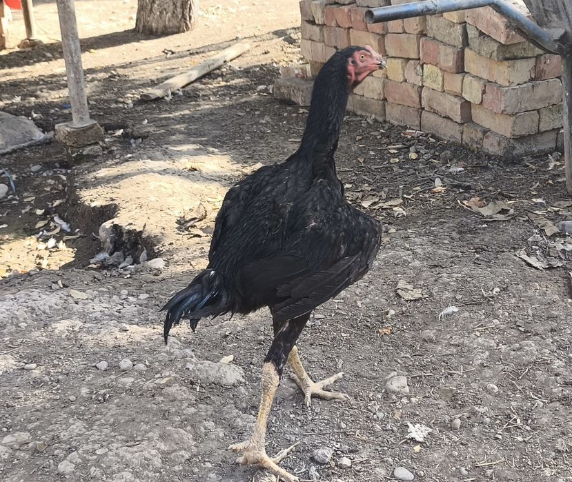 Dakan xoʻroz sotiladi 5 oylik