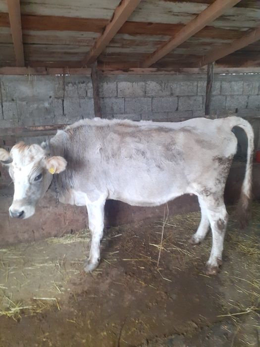 Vacă de vânzare rasă brună