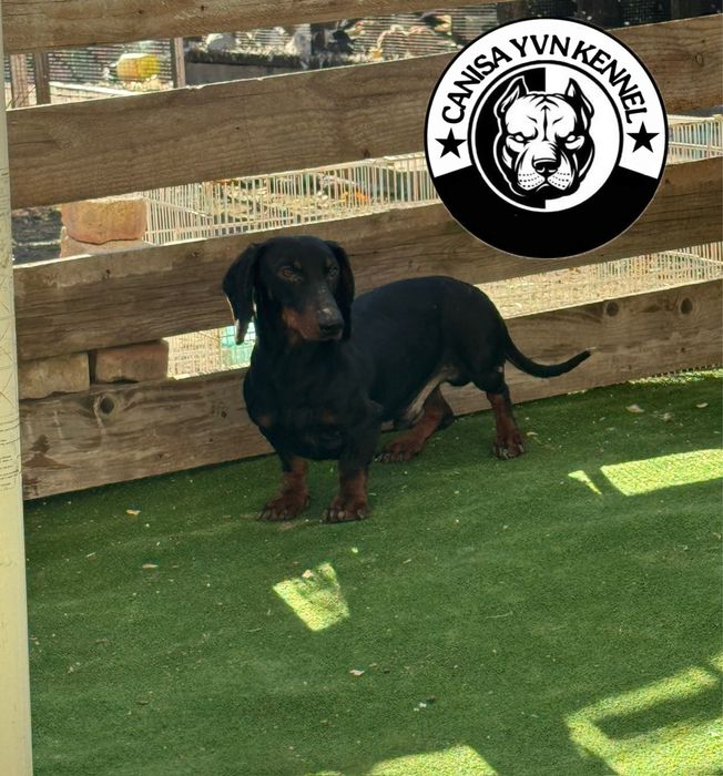 Mascul teckel standard