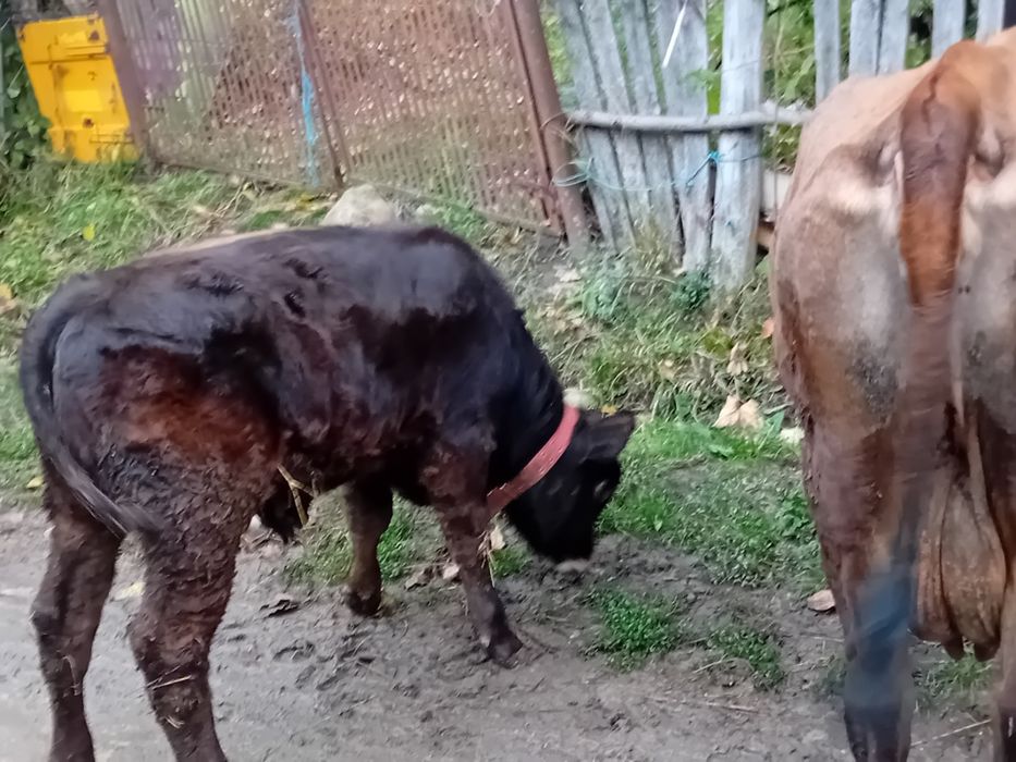 Se vinde vaca cu vitel
