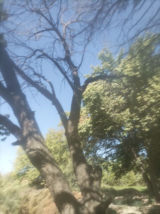 Daraxtlar sotiladi 20 yillik