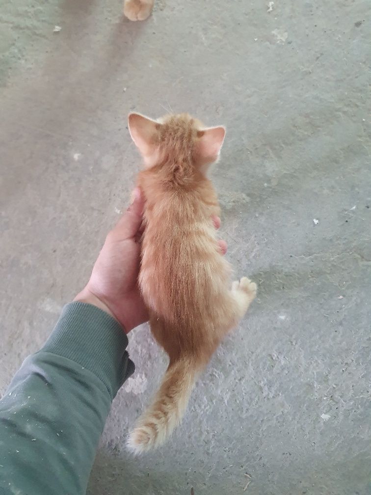 Котята, Mushukchalar