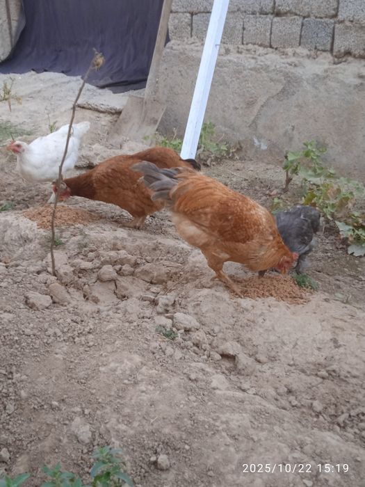 Товуқ ,хўроз ,5 ойлик жўжалар сотлади