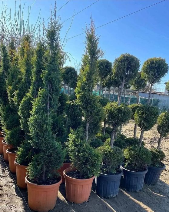 Plante ornamentale Tuia leylandii