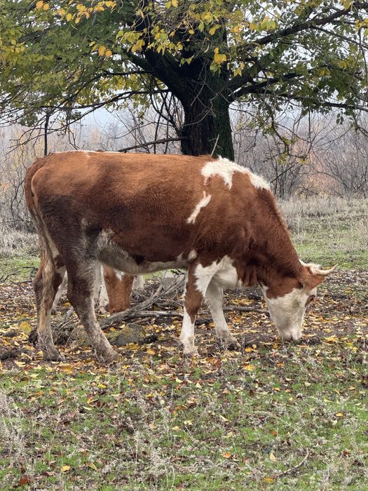 Қашар сатылады қашқан