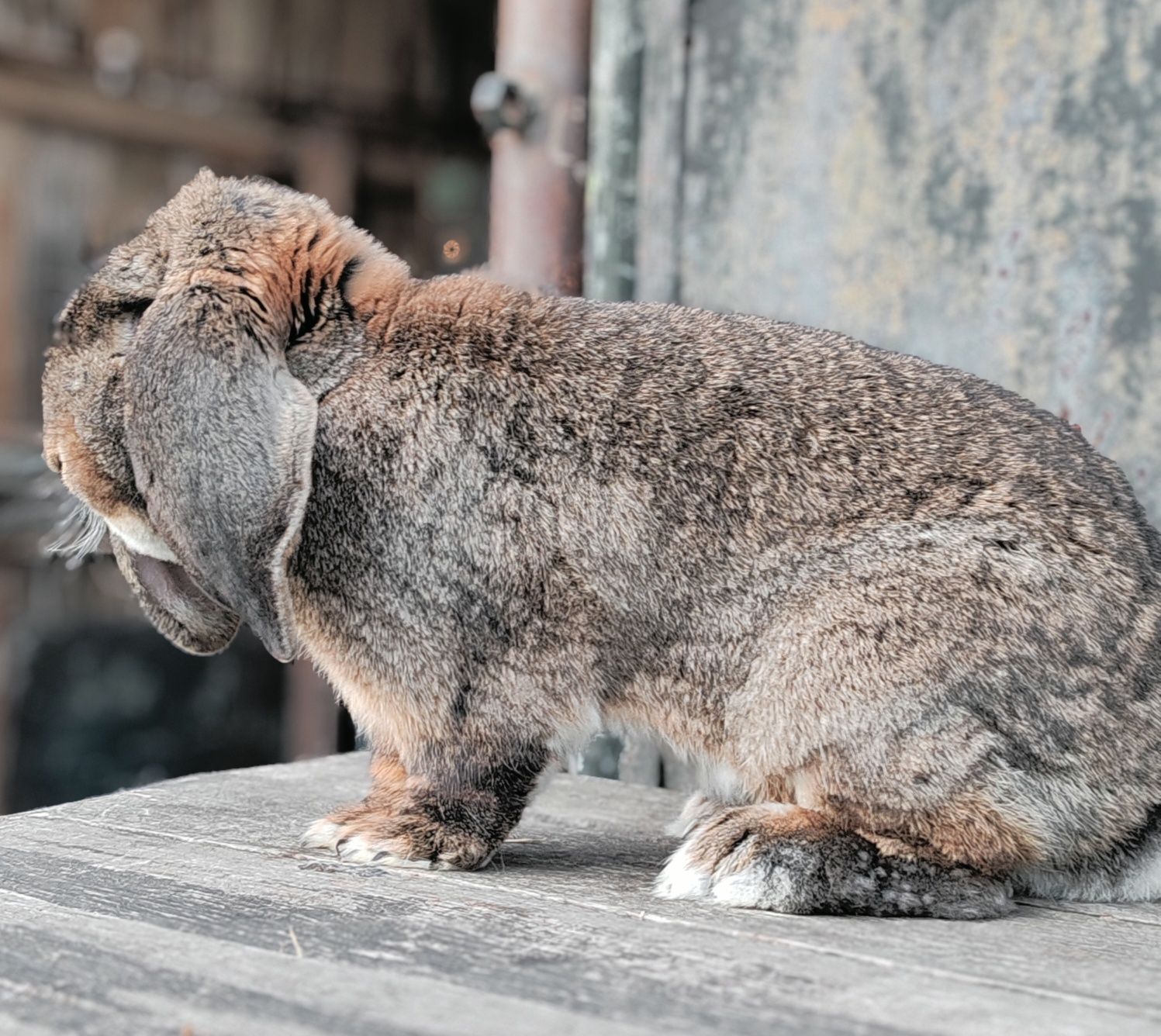 Berbec german agouti